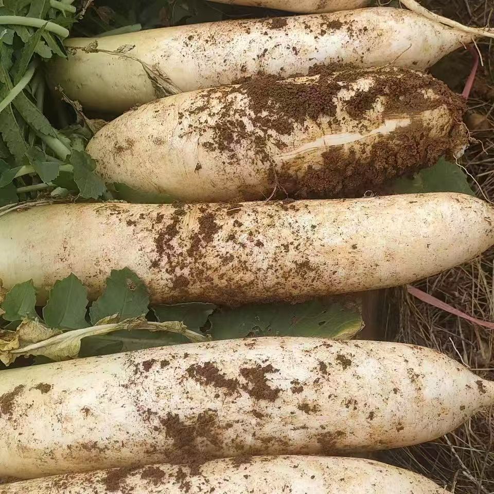 江西农户露天自种新鲜萝卜脆甜多汁