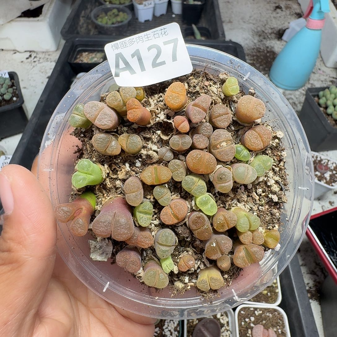 127多肉植物多肉植物