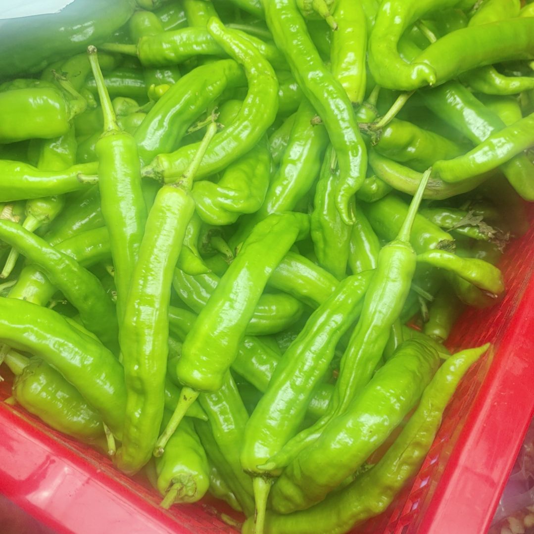 中国大陆贵州露天种植辣椒