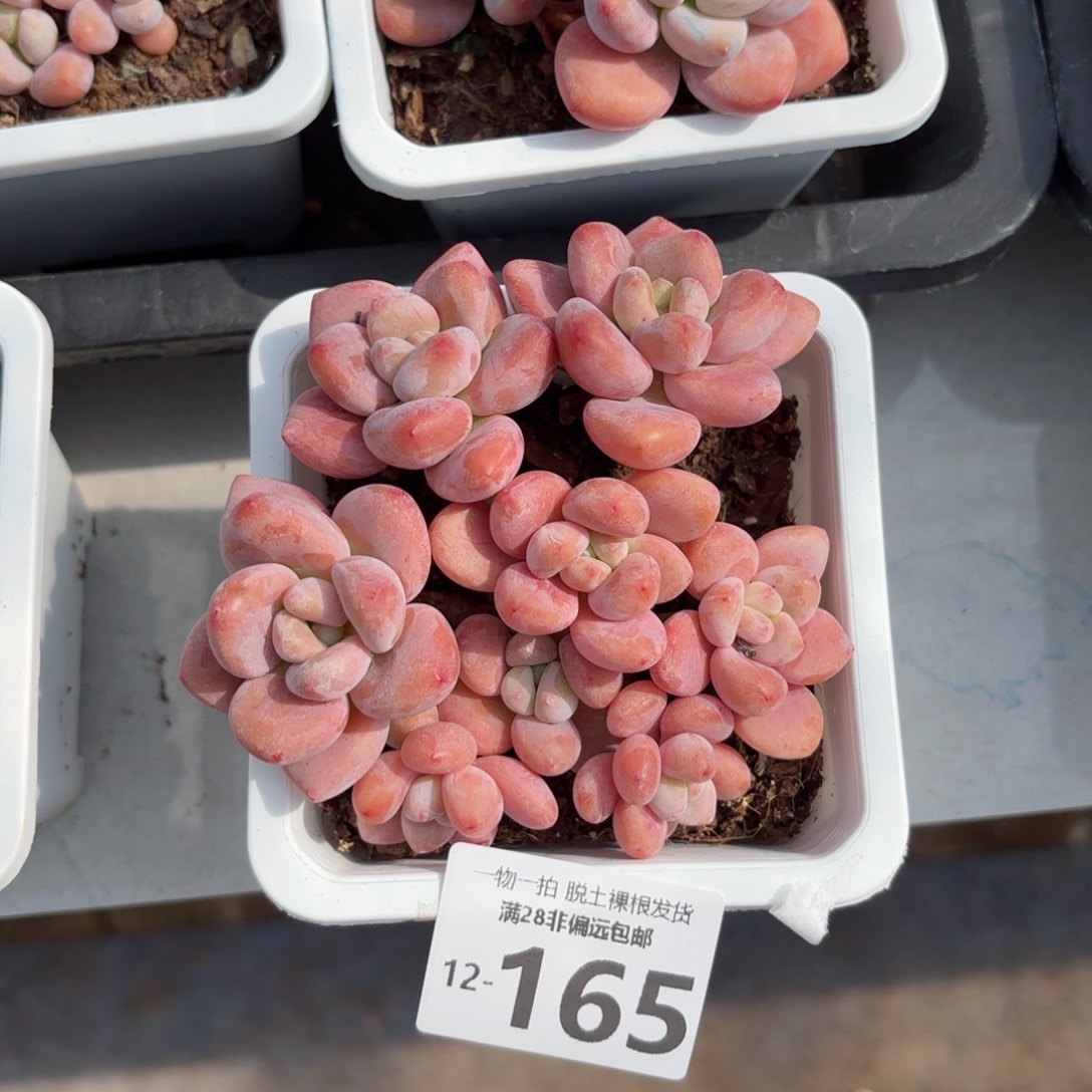 红洛神老桩多肉多肉