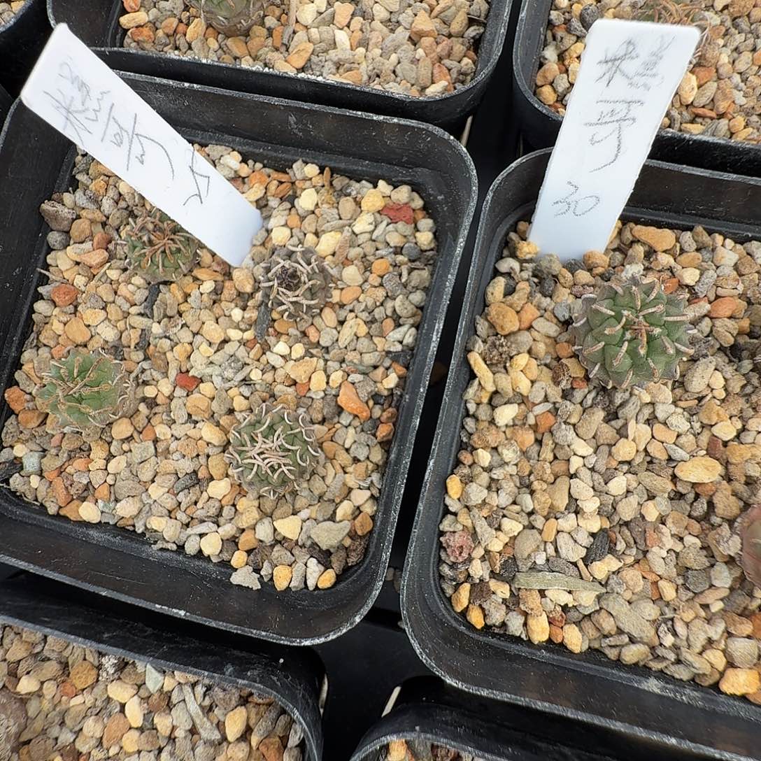 糕***公花花花花花花花两颗