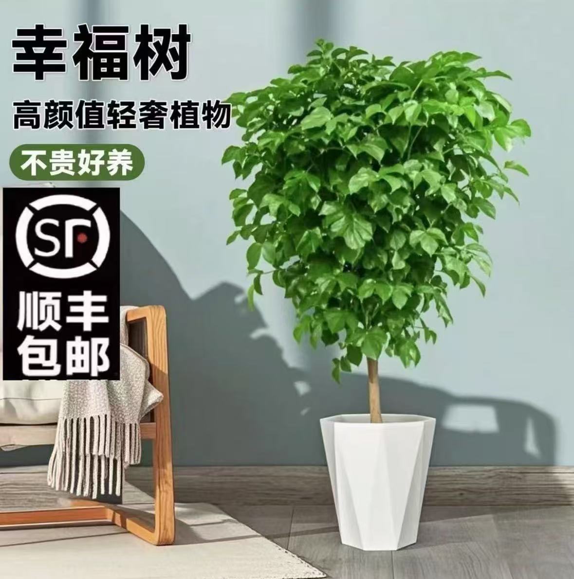 【顺风包邮】1.1 - 1.3米幸福树棒棒糖造型绿植室内净化空气吸甲醛