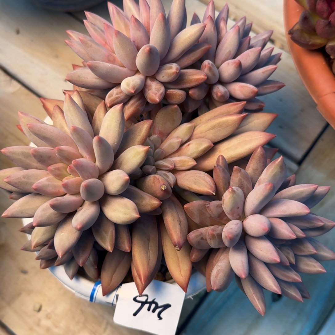 246水晶球杂凡艺多肉