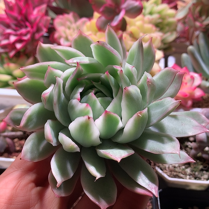 冰边宝莲灯锦锦锦