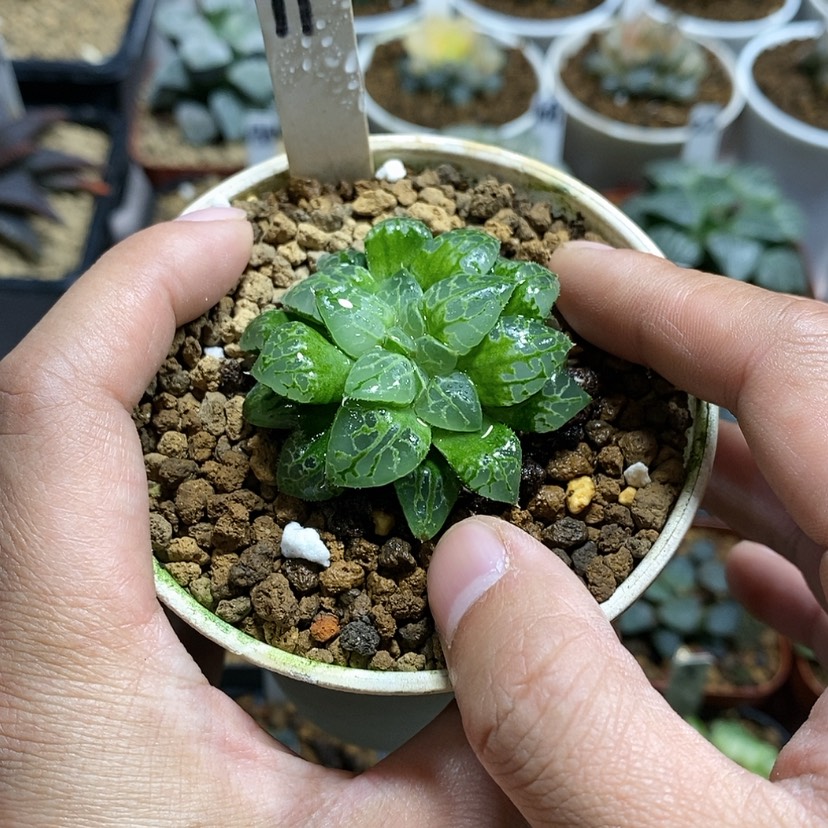 【闪购商品】我****福11缀华