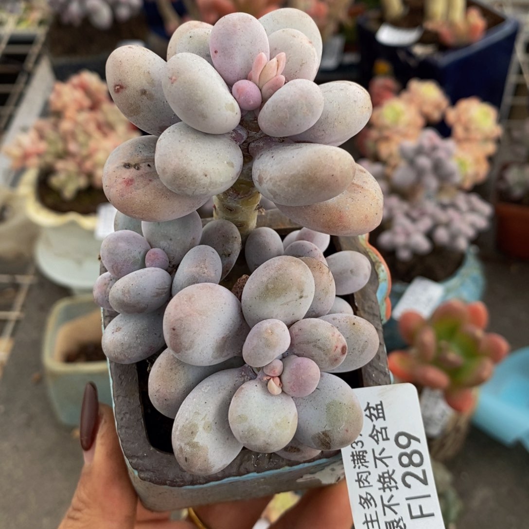 水光针289/8cm多肉