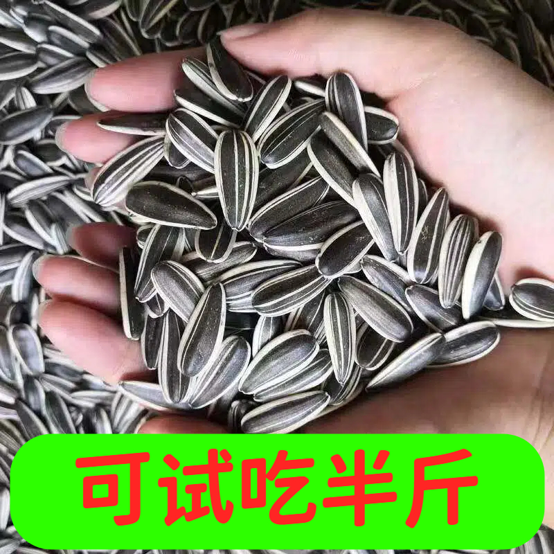 新货原味炒熟瓜子颗粒饱满内蒙古风味葵花籽休闲零食