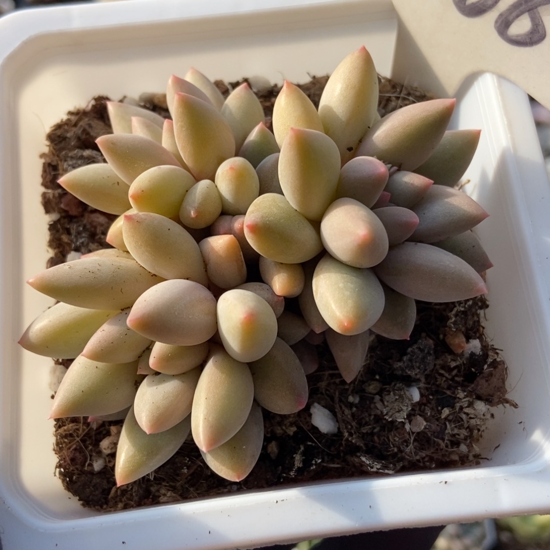 1068水晶球多肉植物保护