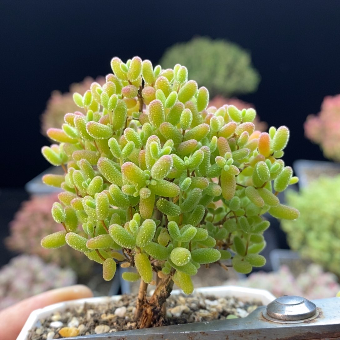 321蜜橘糖球。          