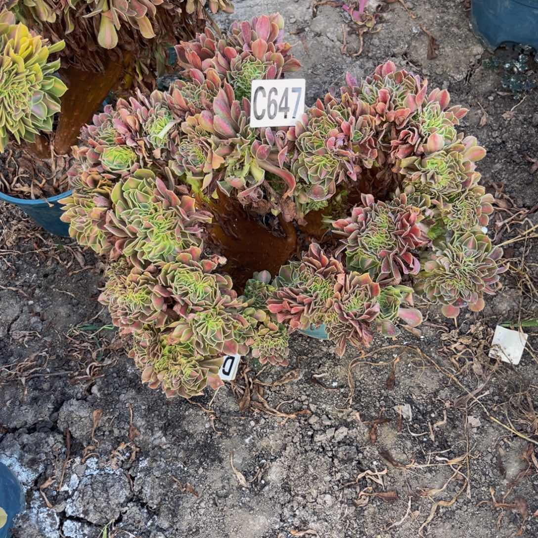 女巫宽中班16—4包邮