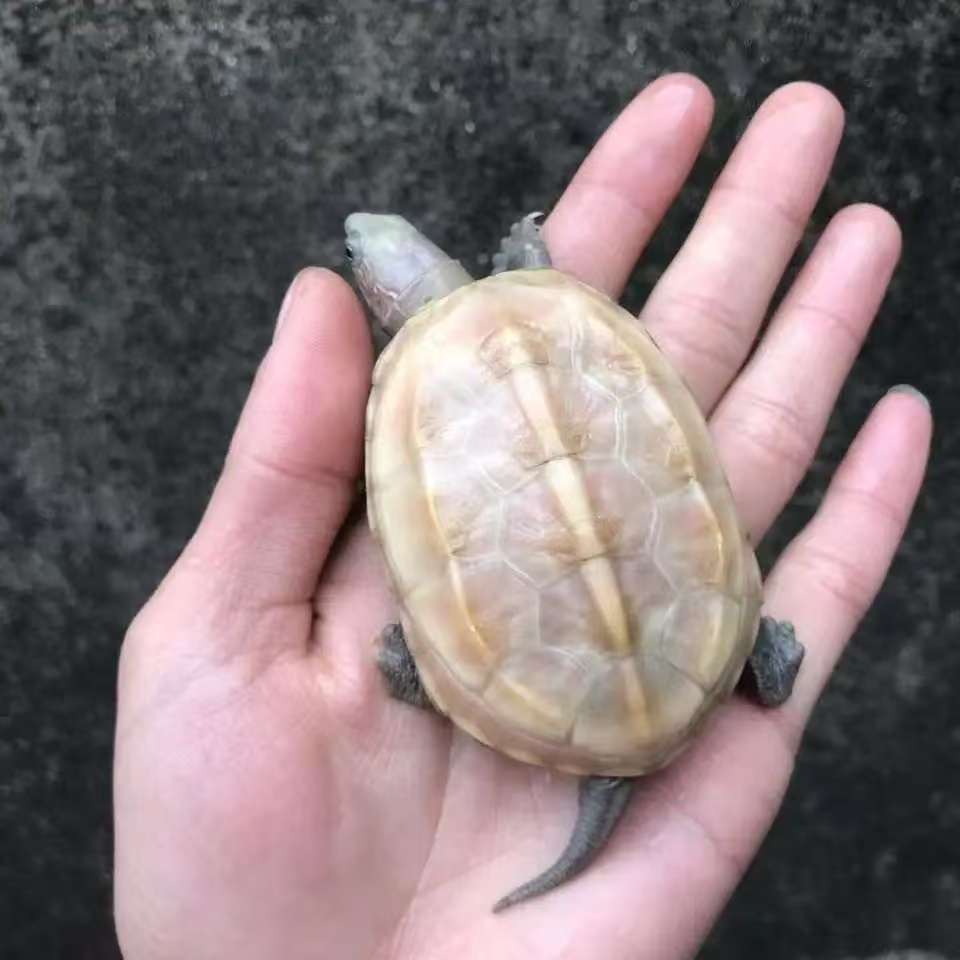 精品外塘小草一对