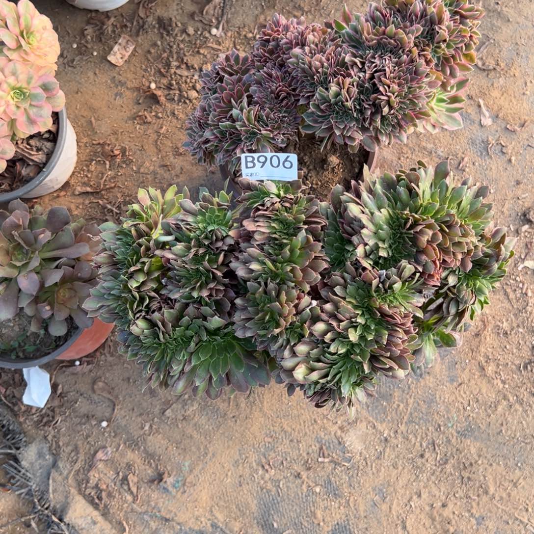 906两颗组合多肉植物法师