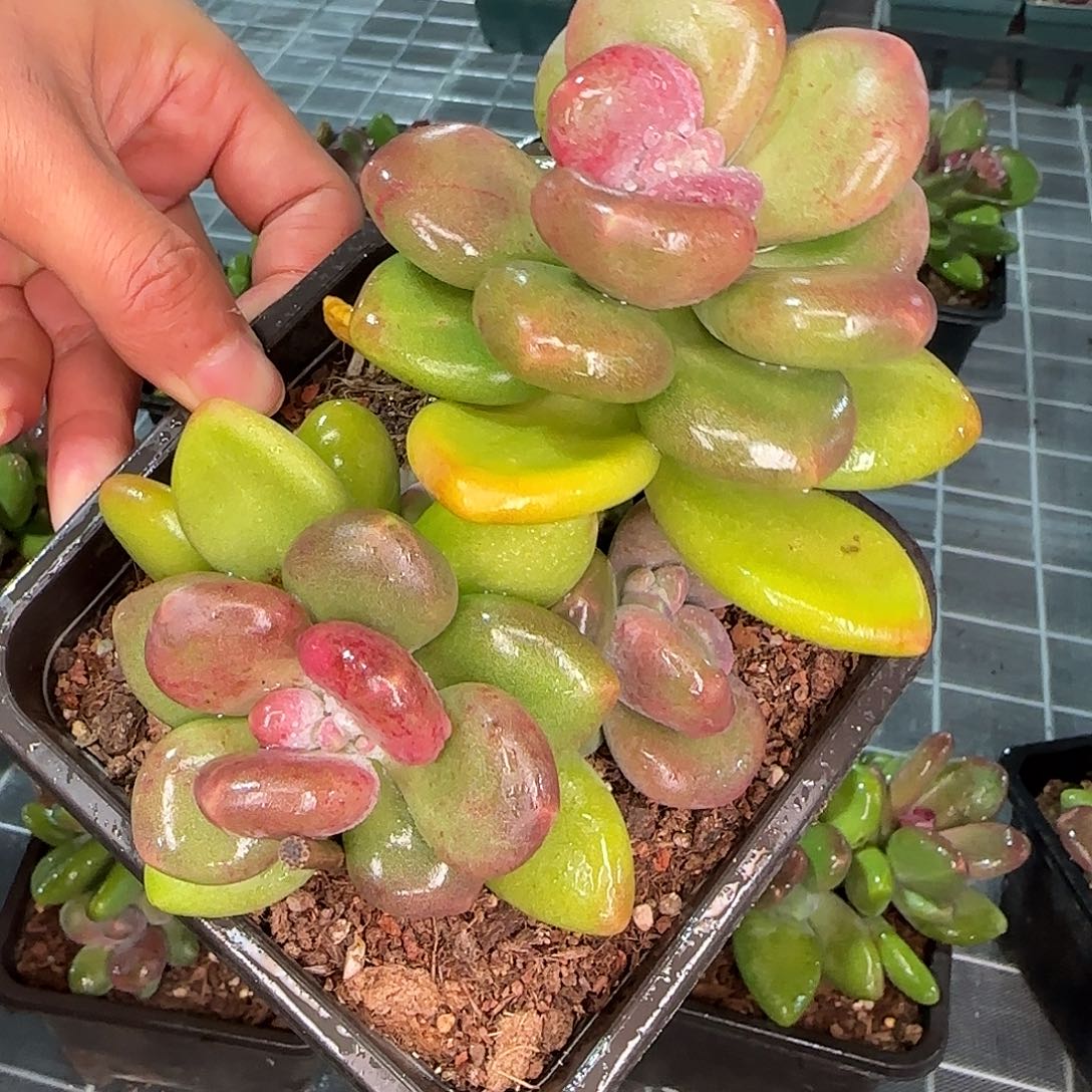 从前慢花园精选芒果奶