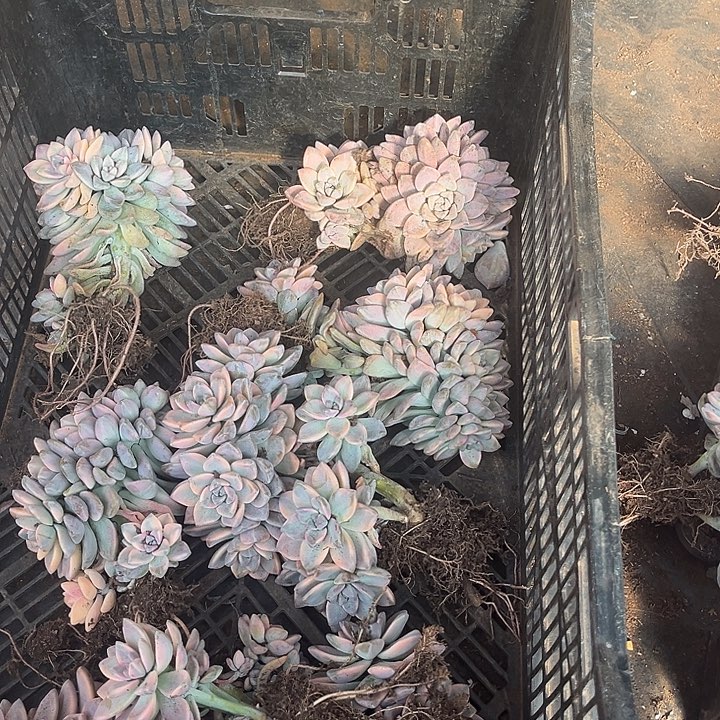 林***园淡雪景缀7颗86多肉植物