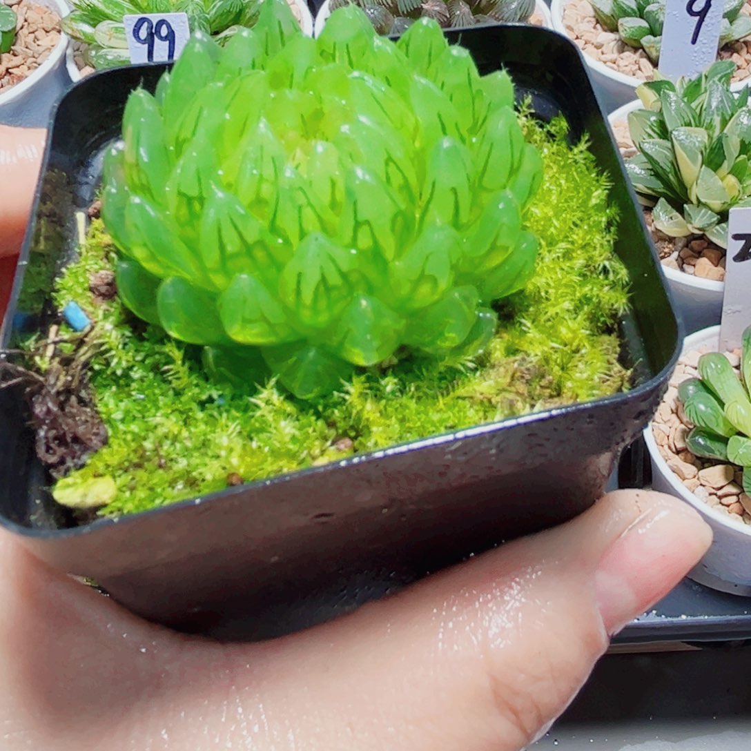 蝉翼玉露多肉植物6666