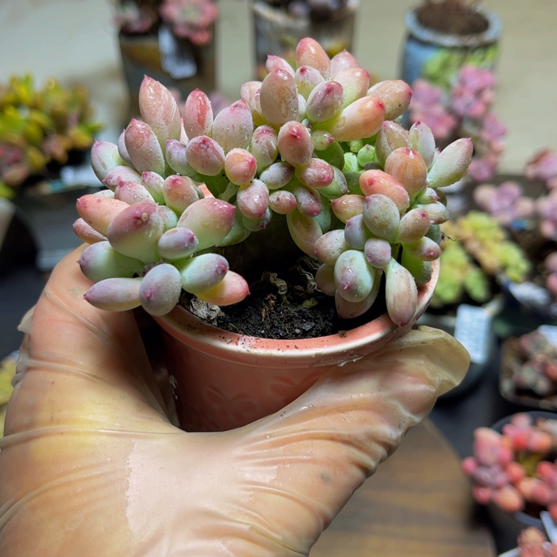 231苹果奶缀9厘米多肉