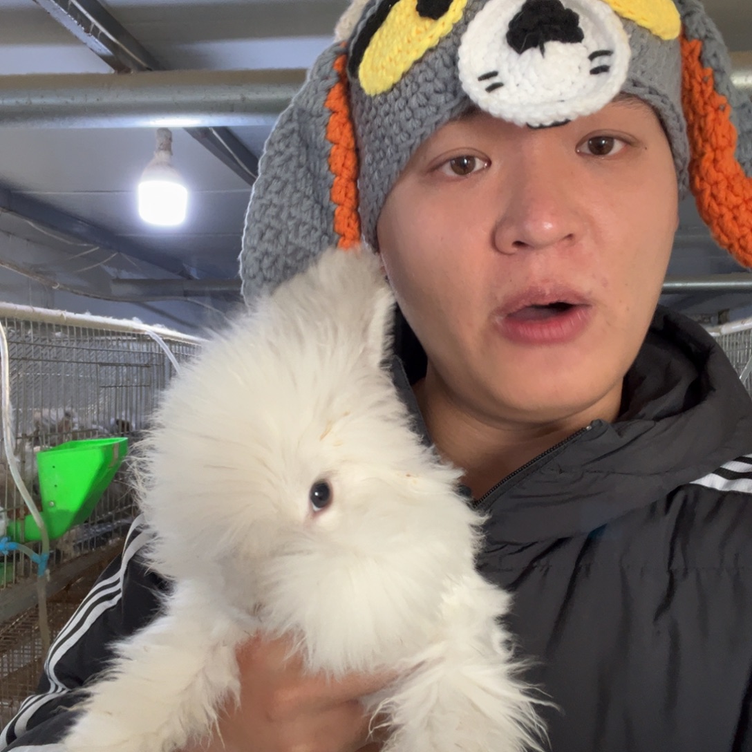 张***蕾宠物兔英系安哥拉兔