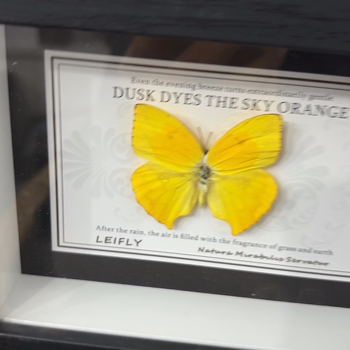 1***蝴蝶标本定制052@