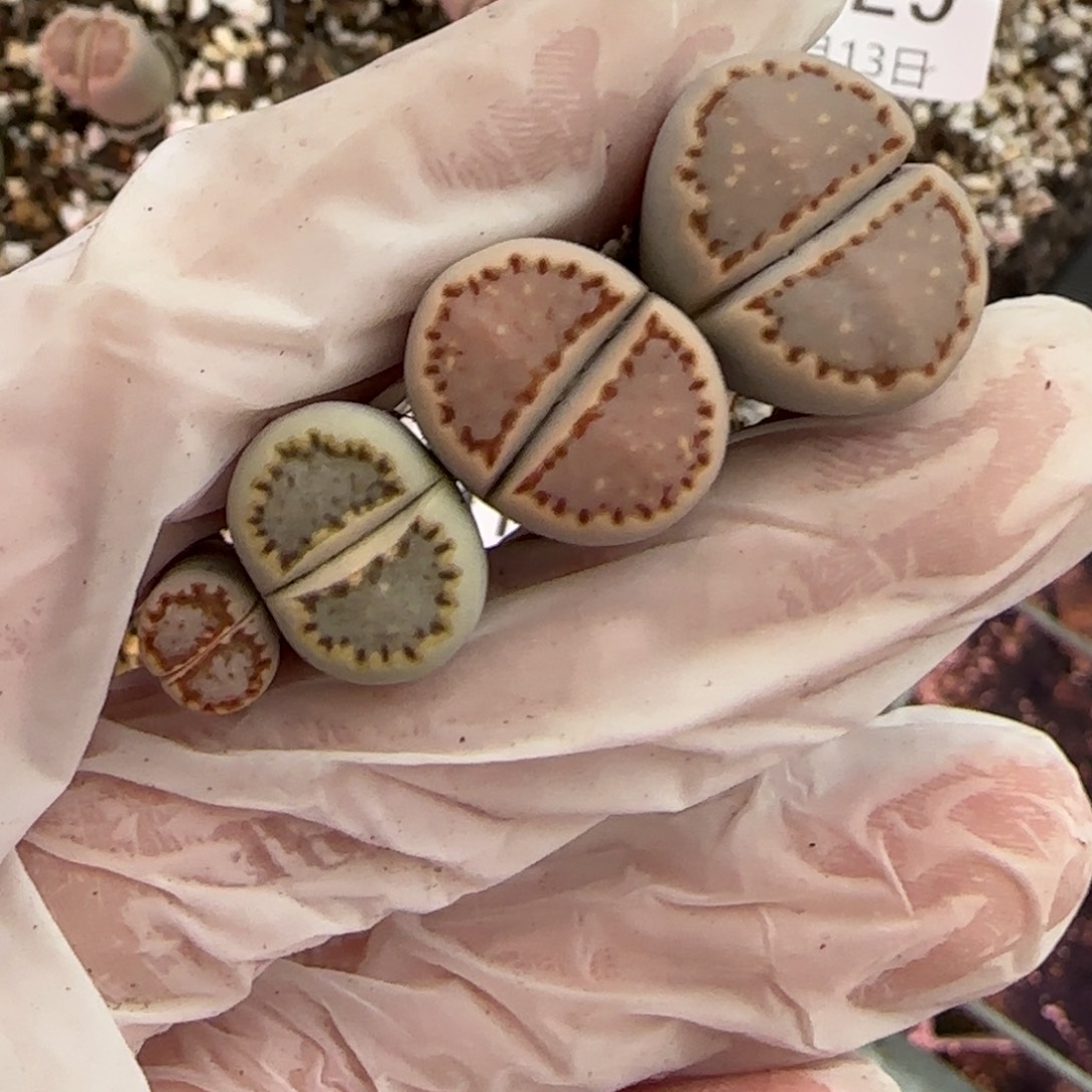 不***～12.13.1621.013饼干.9128