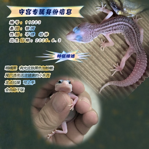 豹纹守宫活体宠物新手入门可爱易养温顺上手
