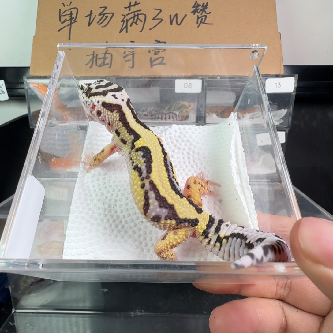 豹纹守宫土匪妹妹