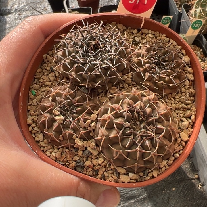 实生球四颗36877788