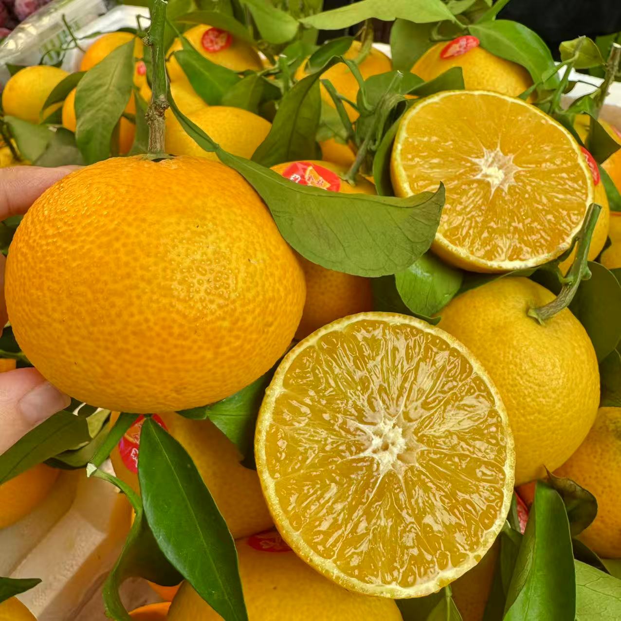  【大叔甄选】福建 红美人柑橘 皮薄多汁 3-5斤DS