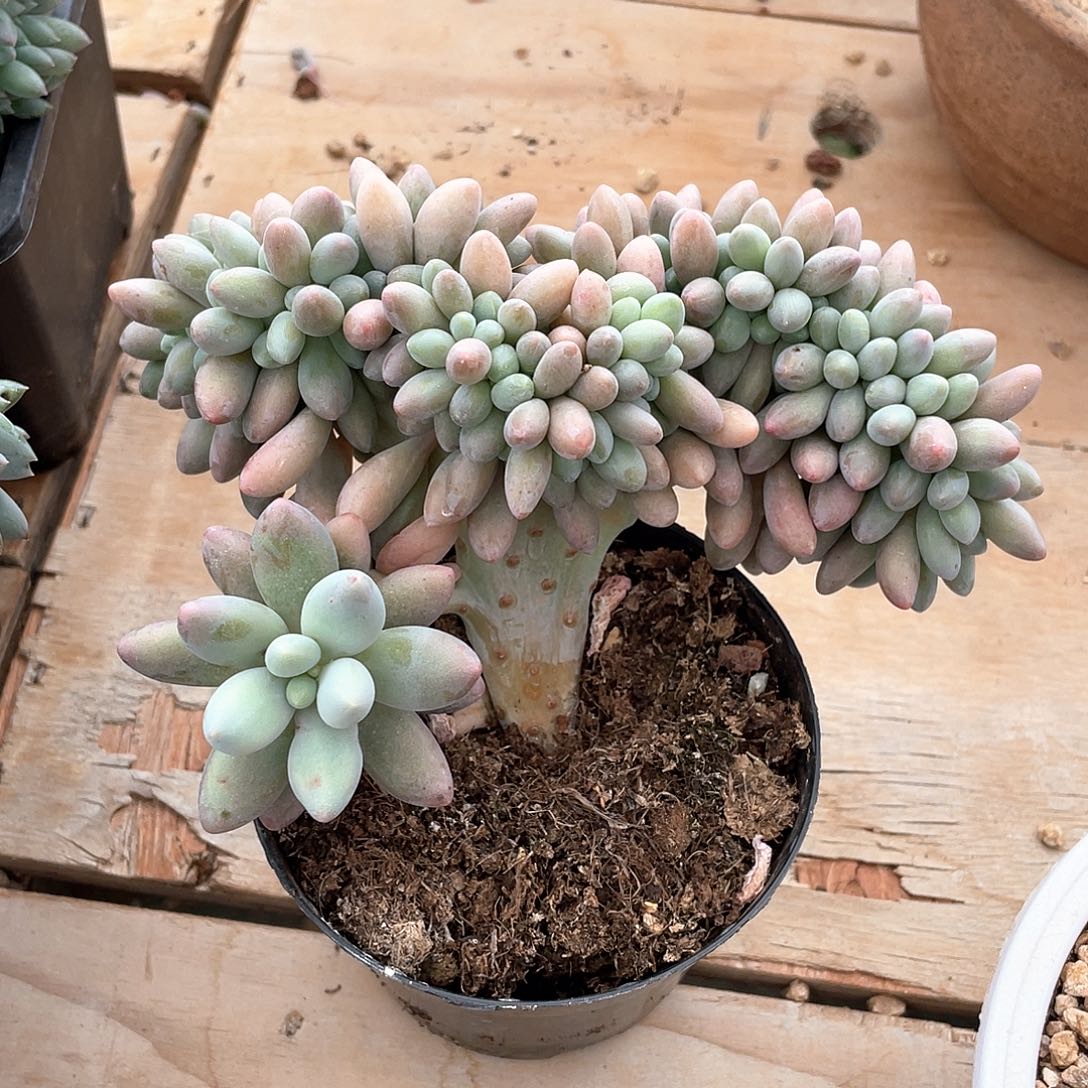 汤圆缀多肉植物多肉植物