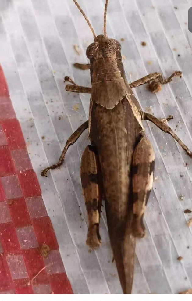 贵州大花腿蚂蚱活虫增强体质耐力喂鸟专用半斤装