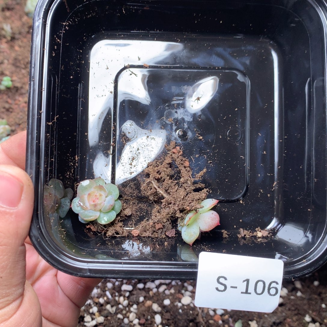 只***见无花朵S106英语英语