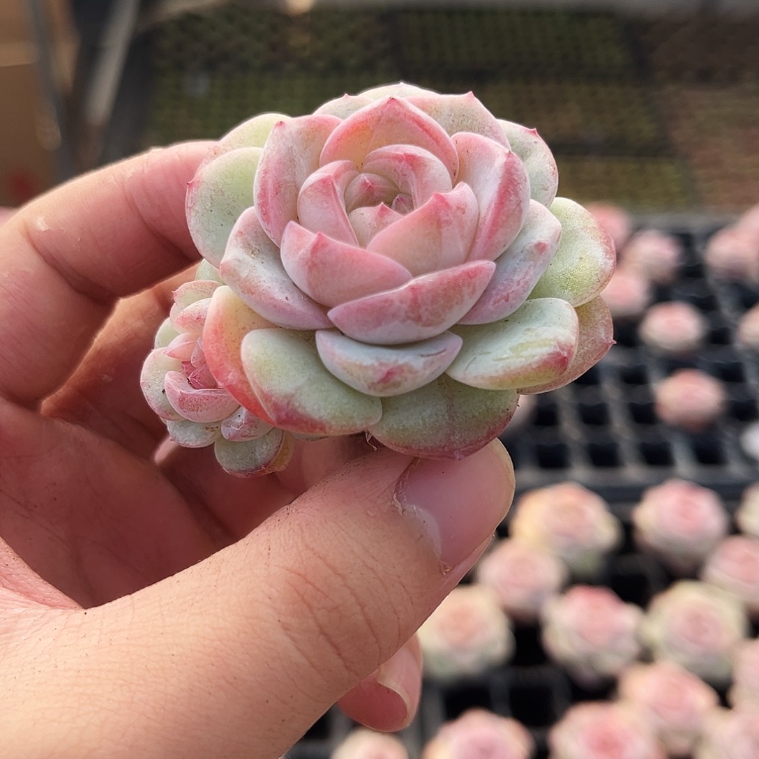 多肉植物一物一拍