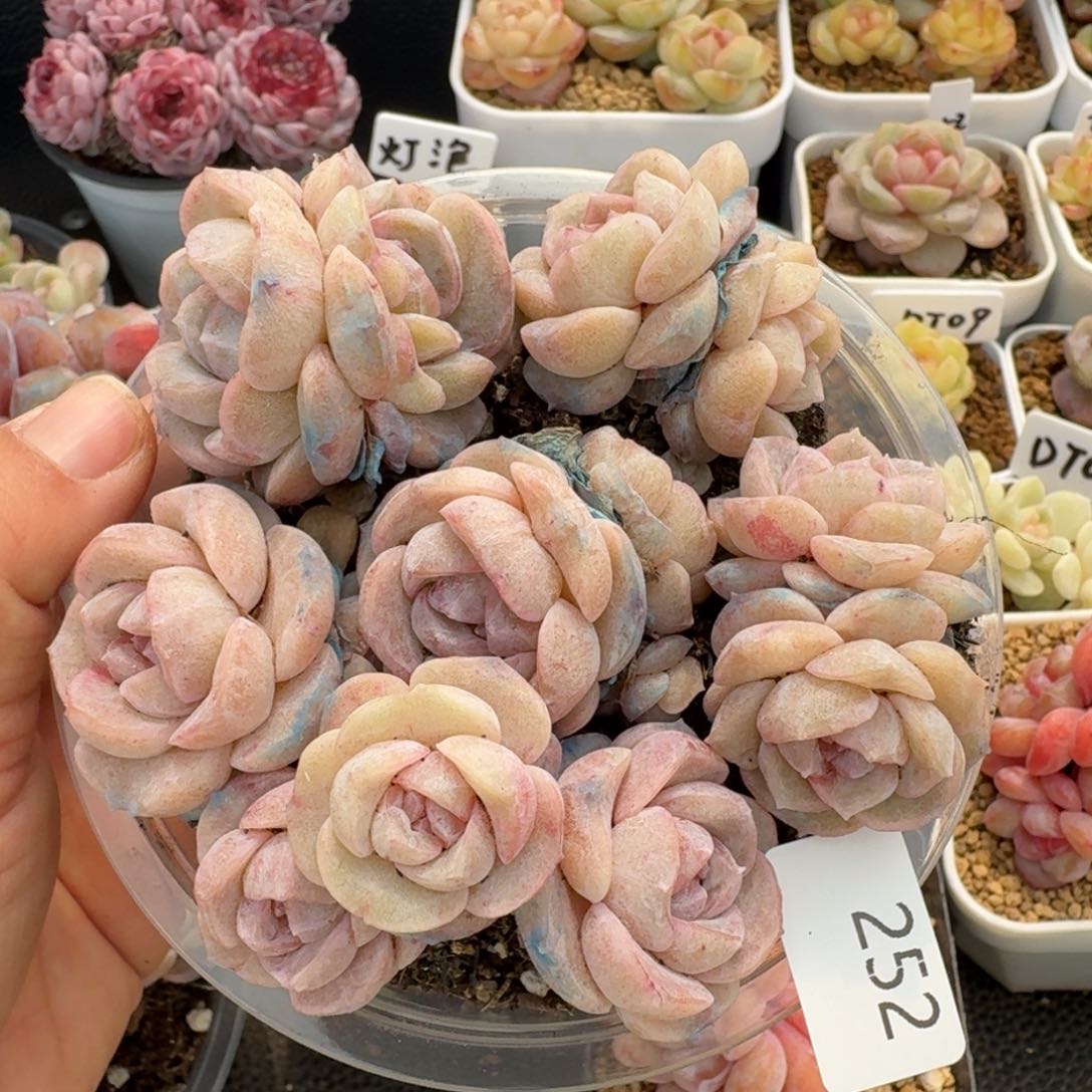 一物一拍一盒330-252