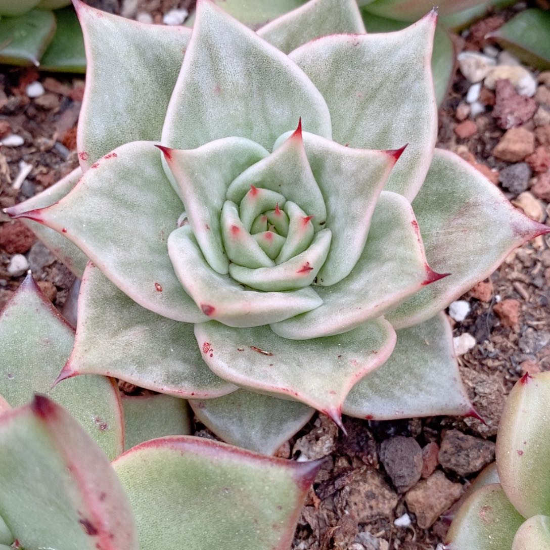 258 号东云系多肉植物