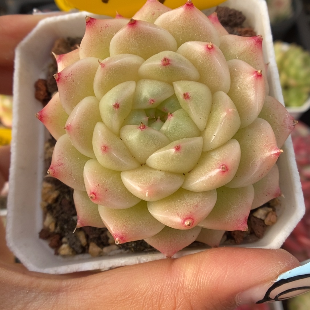 珠光麦秆可拍954号。     
