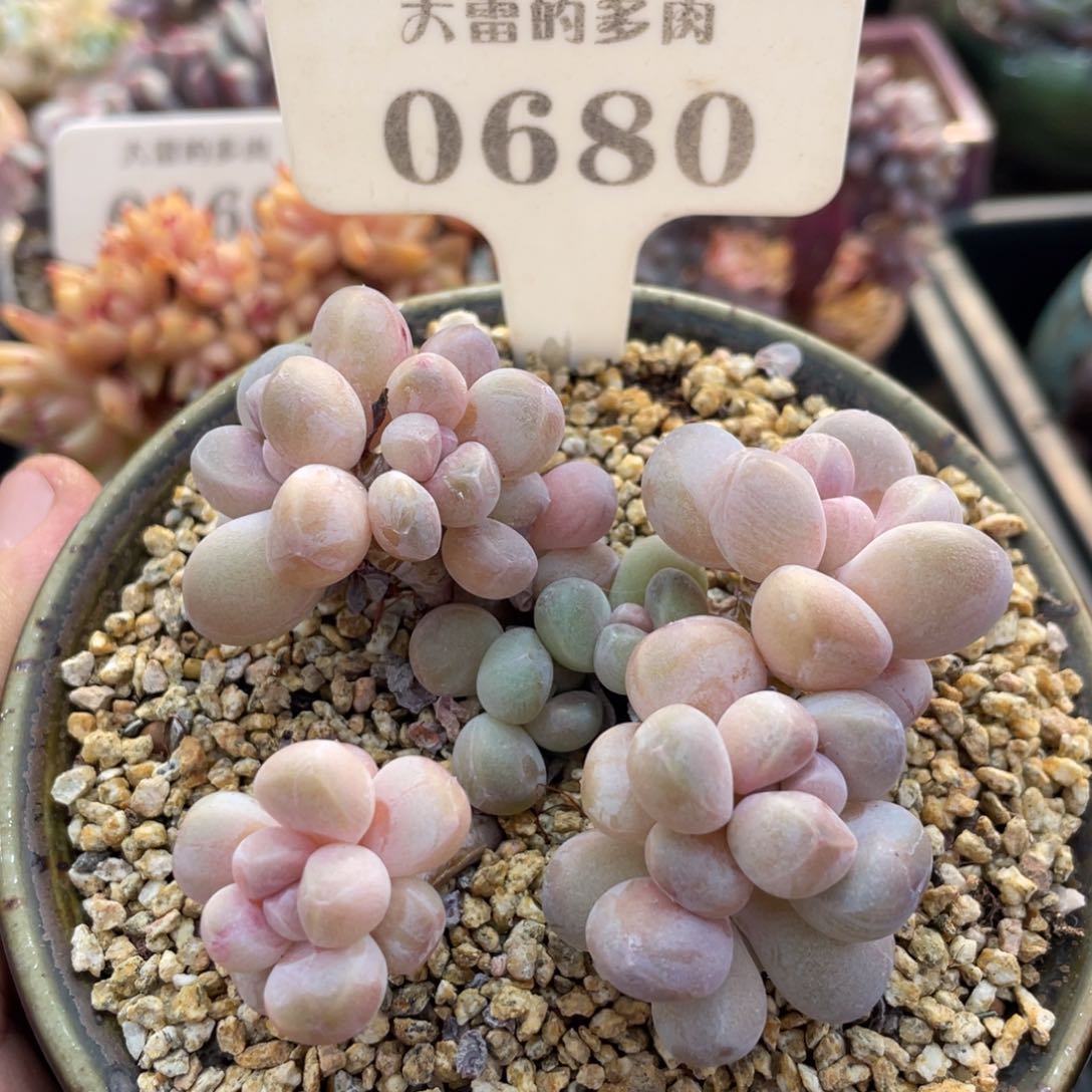 0680香芋不带盆9厘米