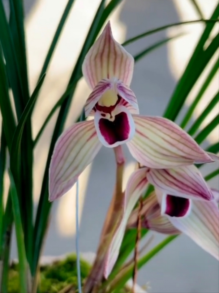 云南莲瓣兰精品兰花