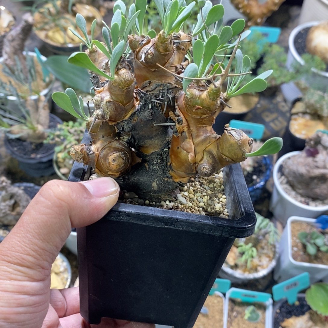 熬***阳刺烛厚炖菊多肉植物