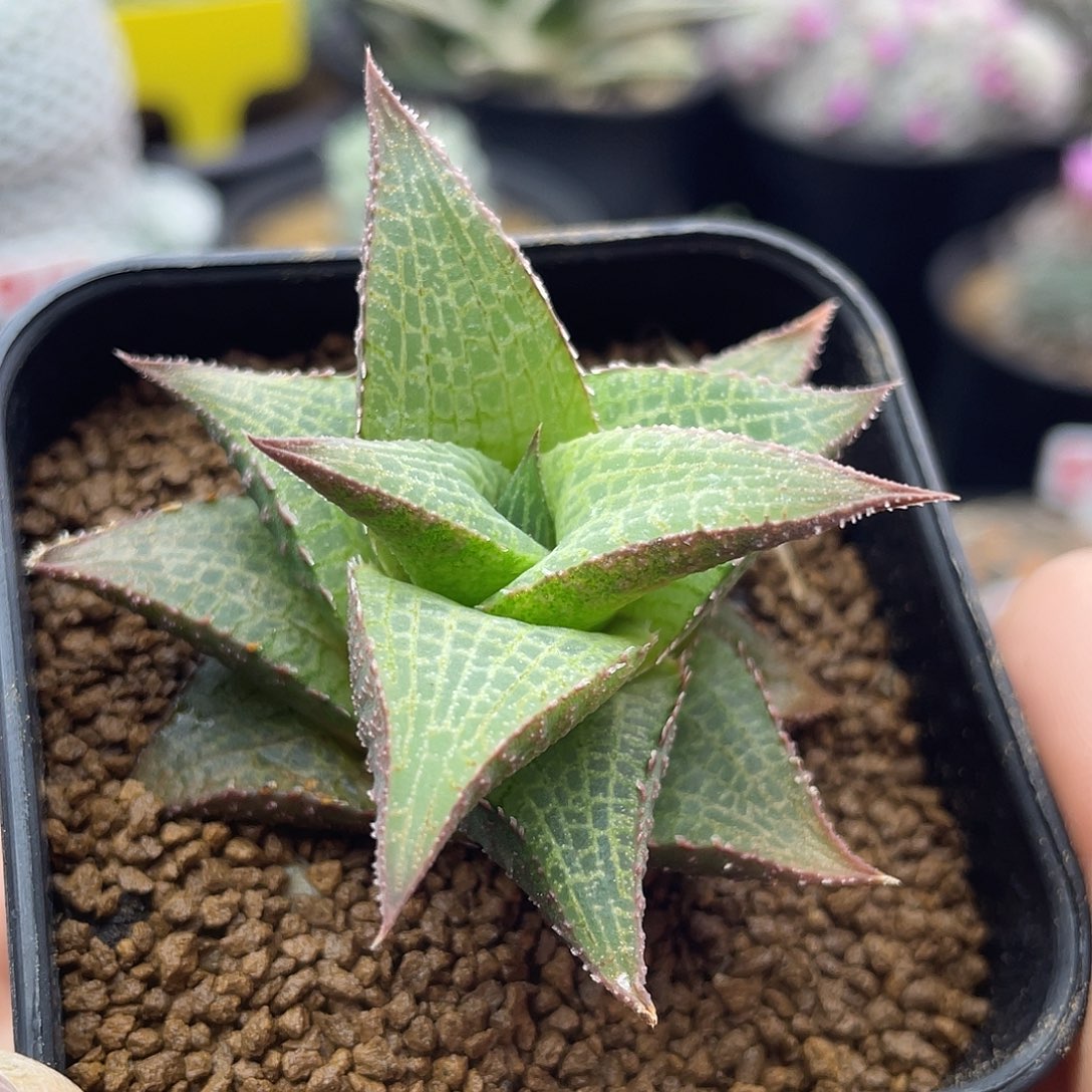 实生龙鳞杂仙人球多肉植物