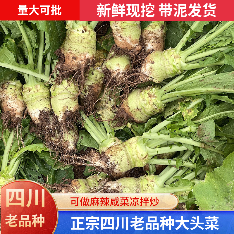 【新鲜大头菜】四川大头菜疙瘩菜下饭菜芥菜丝辣菜酱菜1/3/5/9斤