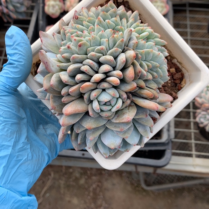 大***ˆ122435缀嗯嗯嗯嗯嗯