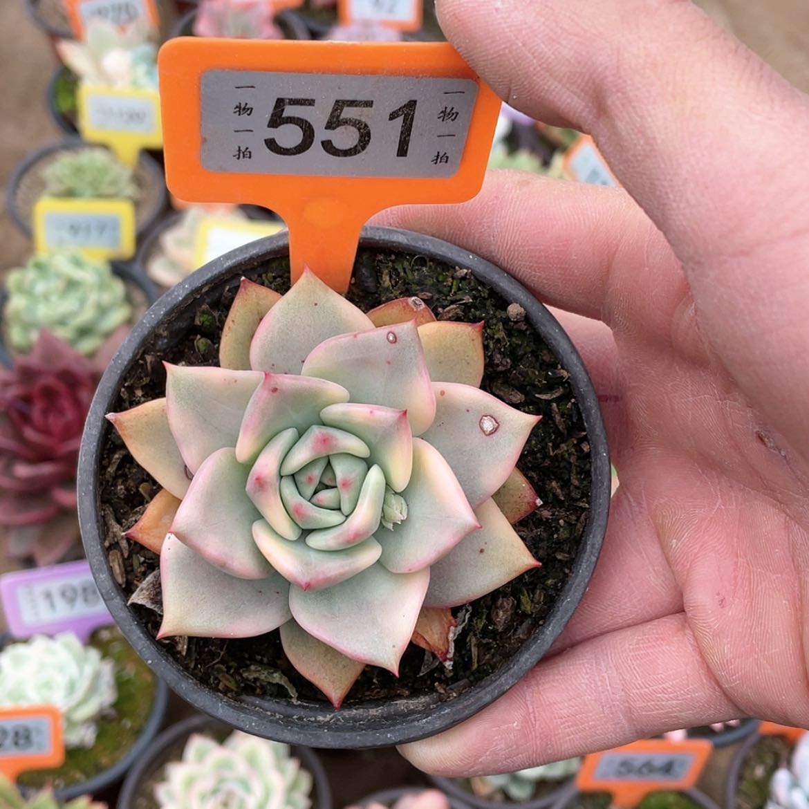 【闪购商品】551号