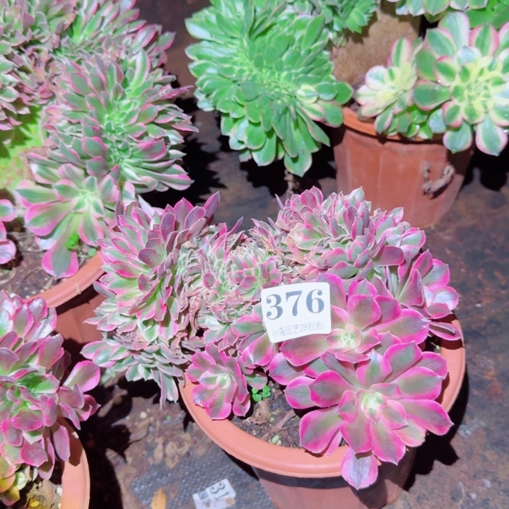 376粉女郎缀化多肉植物满28包邮