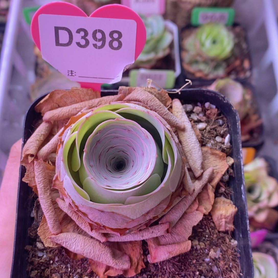 山地玫瑰单颗D398 裸根发