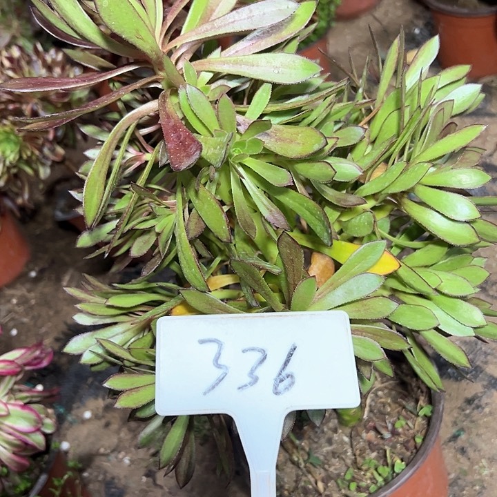 多肉植物黑法师法师