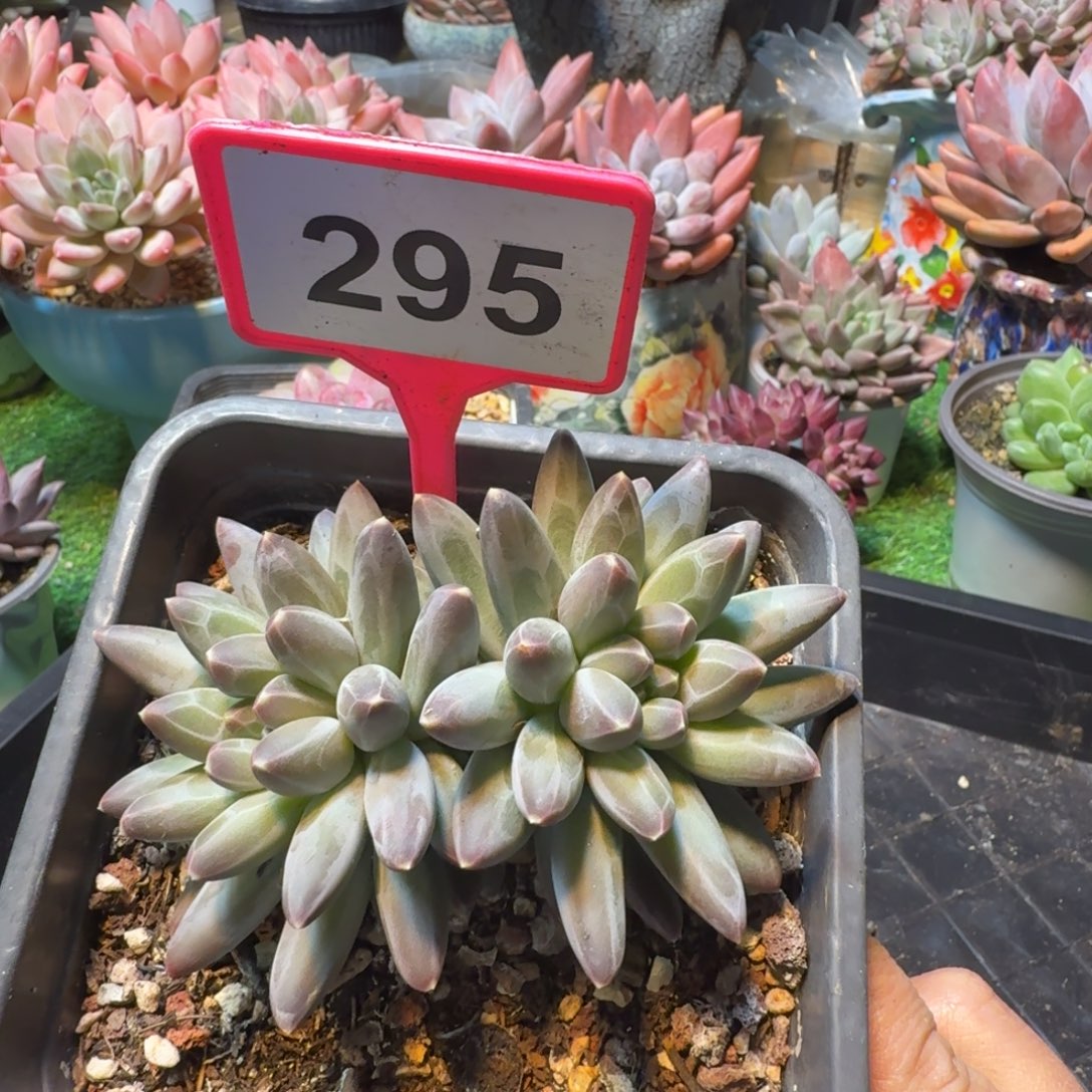 伊卡鲁斯一物一拍295