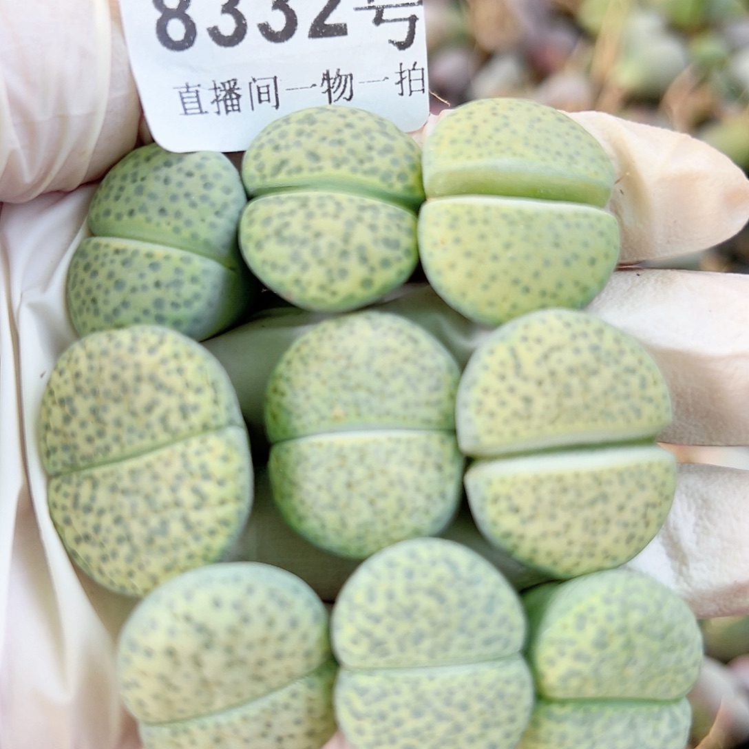 8332 好养易活生石花大母本9个