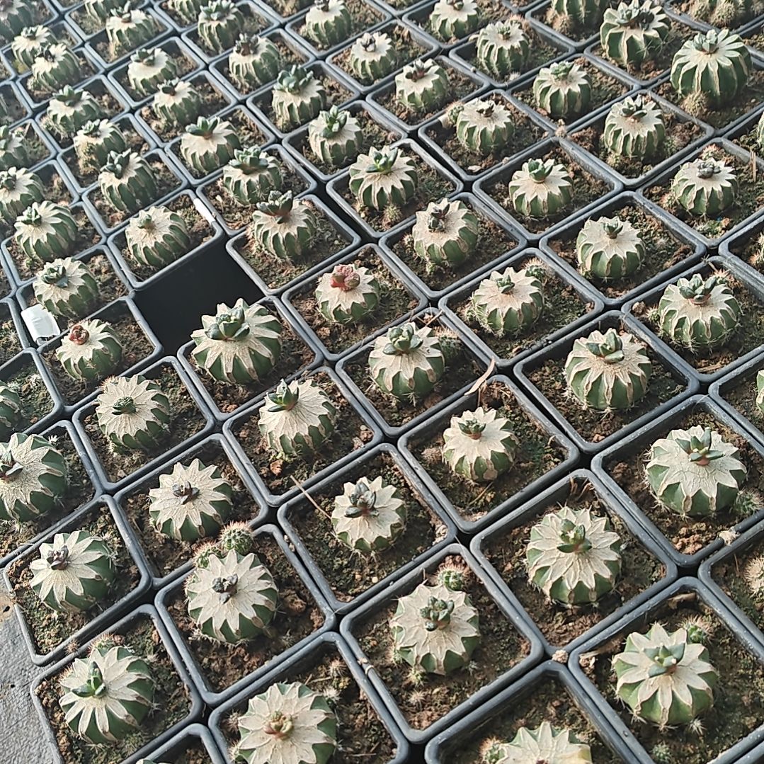 偏远地区补链接，线上下单只发中通