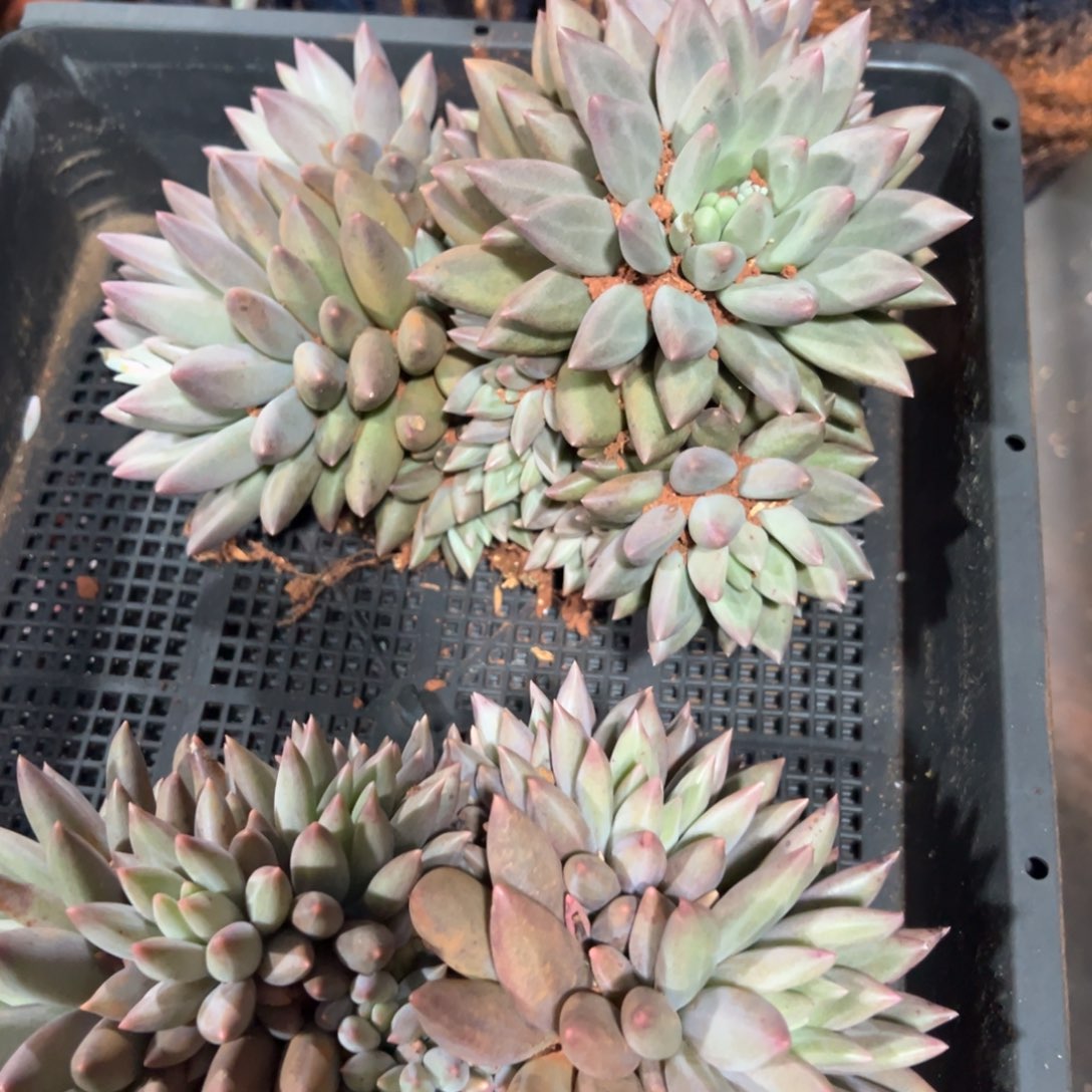 精品多肉超大红蜻蜓