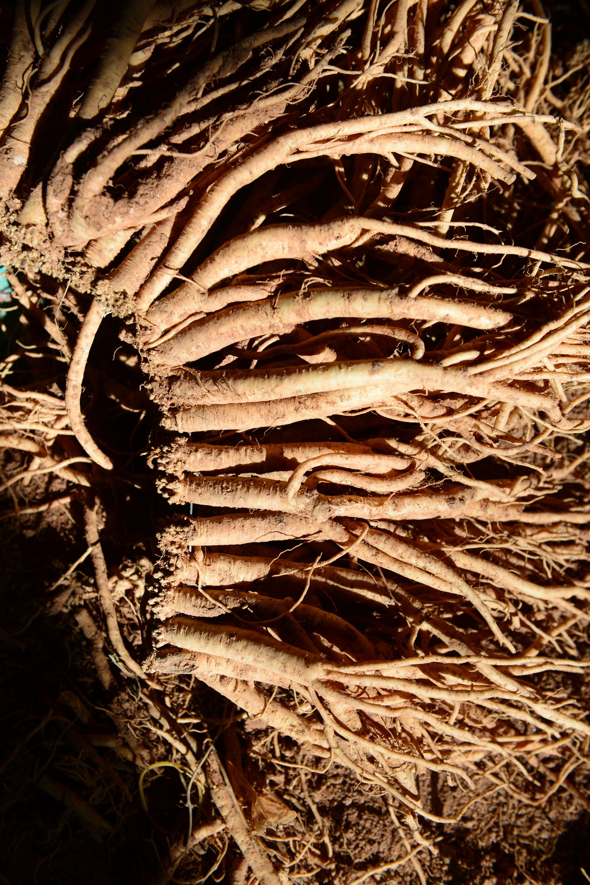 鲜党参新鲜煲汤泡酒现挖单支带土味道浓郁滋补炖鸡党参产地直销