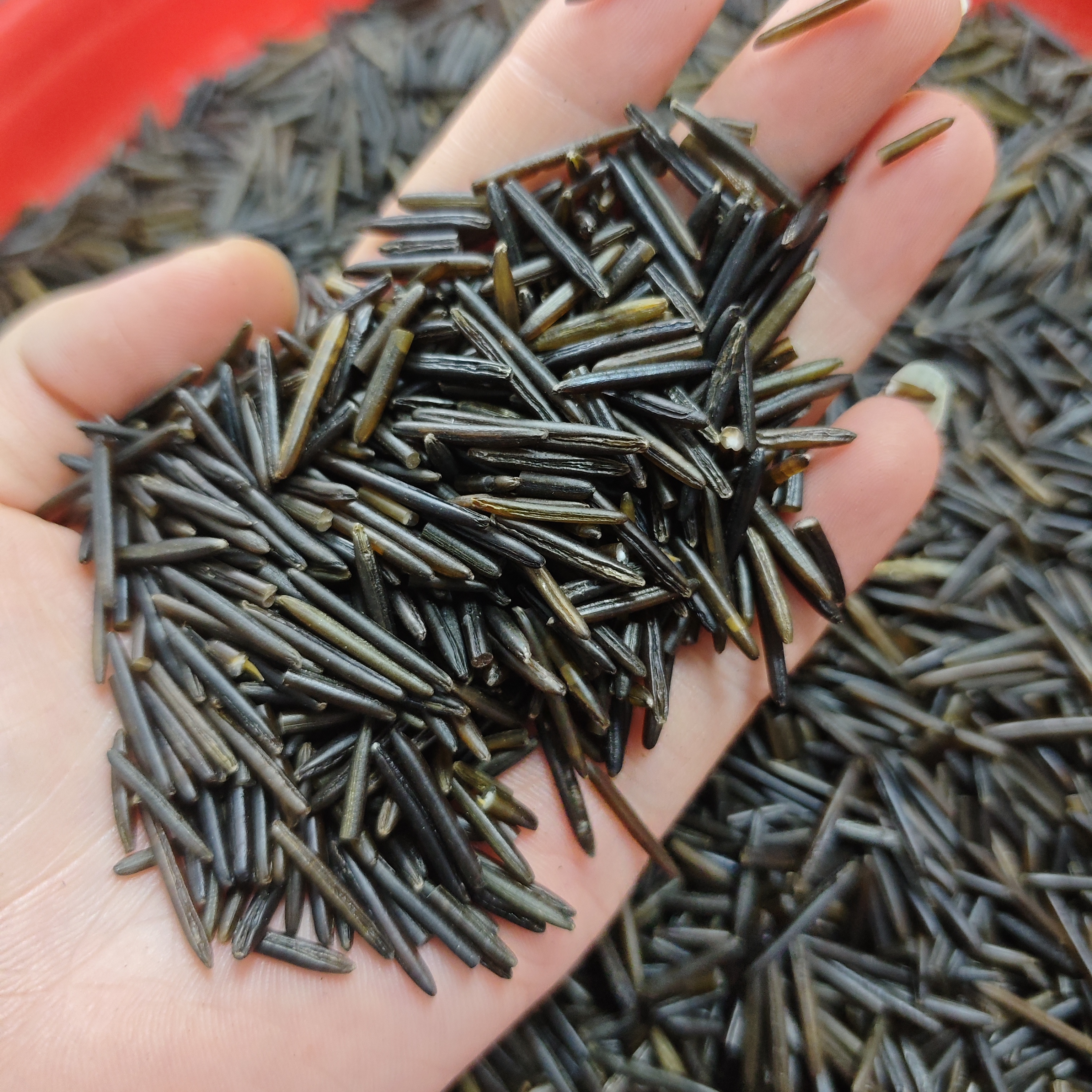 【三三】松针米500g